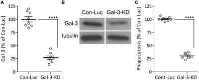 Galectin-3 (MAC-2) Controls Microglia Phenotype Whether Amoeboid and Phagocytic or Branched and Non-phagocytic by Regulating the Cytoskeleton